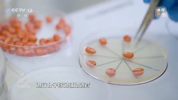 3044永利集团集团,长沙杀虫剂,长沙光气衍生物,长沙氨基酸保护剂,长沙锂离子电池材料